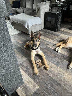 Here's a pic of the handsome boy after surgery!