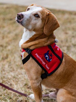 SU Behavior Mod Class with SPCA dog Brutus (adopted)