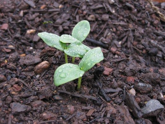 a good part of the screened topsoil is basically mulch and rocks