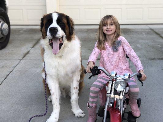 Sunny Saints, Southern California St. Bernard Rescue