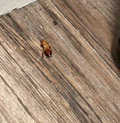 Stoneridge Management Partners