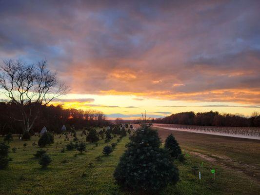 White Dog Christmas Tree Farms