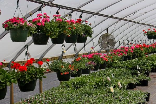 Red Barn Greenhouse