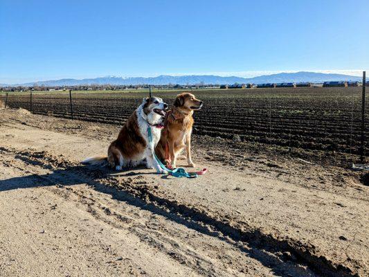 Calm Four Legged Followers