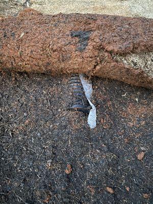 Stepping Stones Lawn and Landscaping