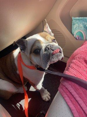 Boulevard Pet Hospital