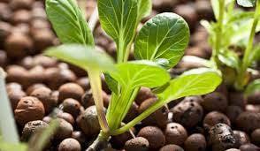 Hydroponic Equipment & Supplies!