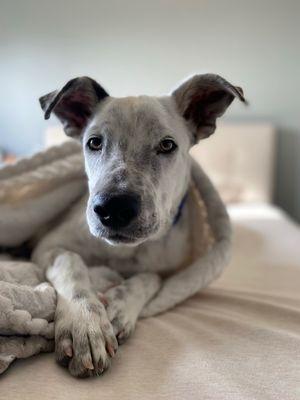 Rags 2 Riches Animal Rescue