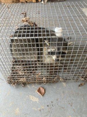 Dukes Pest & Wildlife