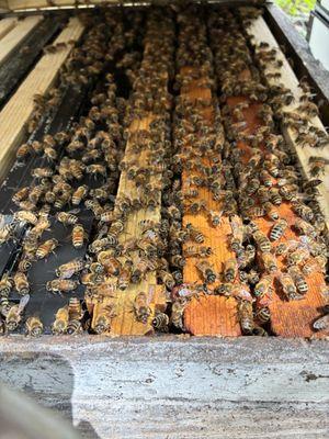 Benito and James Bee Removal