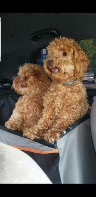 Wags To Whiskers Pet Grooming