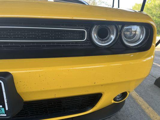 Bugs still on the bumper immediately after going through the "car wash"