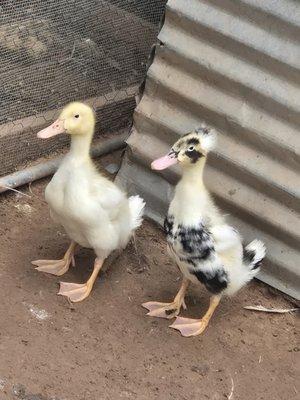 Barkers Feathered Friends Sanctuary
