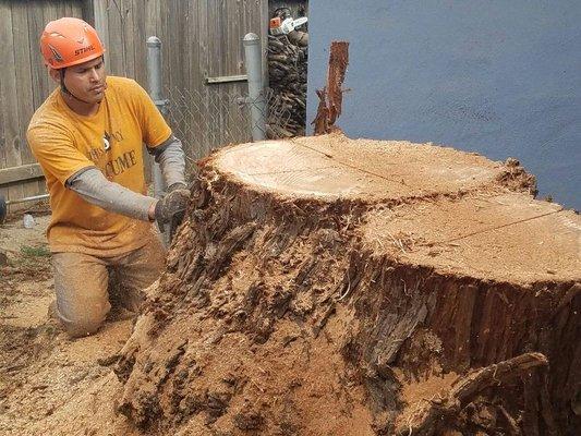 Best Tree Service in Sacramento