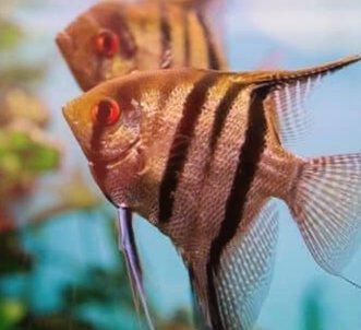 Northside Cats and Exotics