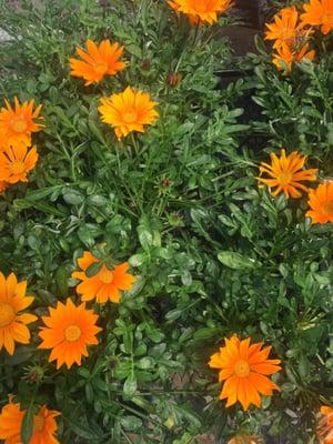 Clegg's Nursery -Siegen Lane