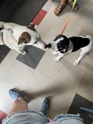 Dogs meeting!