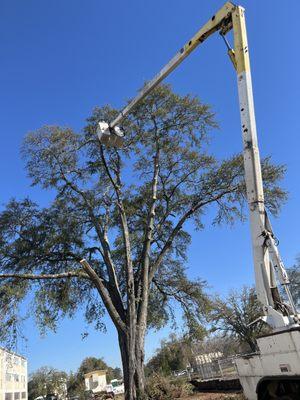 Residential Tree Service and Landscape