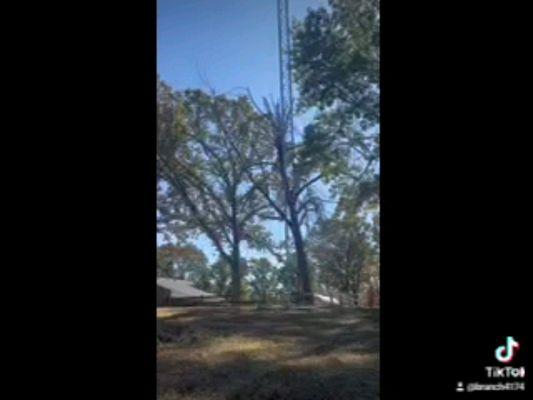 Branch's Stump Grinding & Services