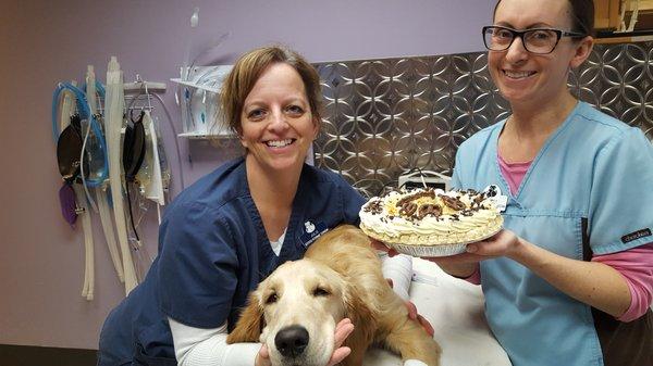 Black Dog Veterinary Services