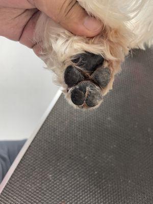 Pampered Paws In House Grooming