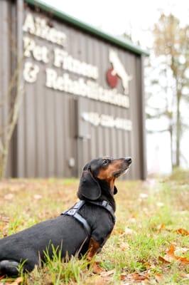 Aiken Pet Fitness and Rehabilitation