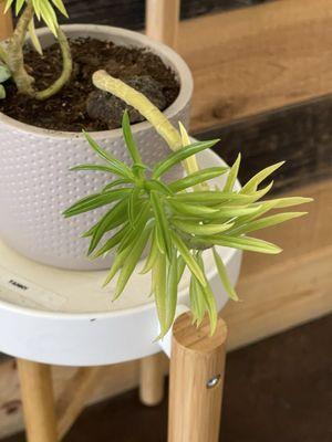 First Sip Coffeehouse