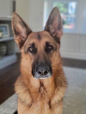Shiraz Farm German Shepherd