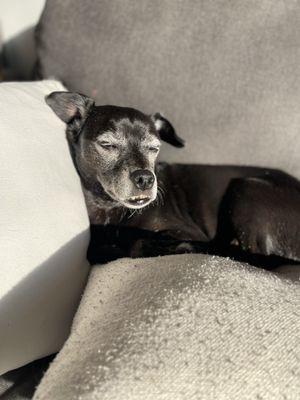 Palisades Animal Clinic