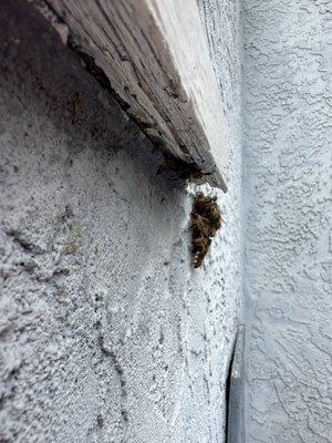 QueenB Live Bee Removal