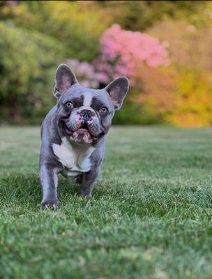 Heart and Soul Veterinary Center