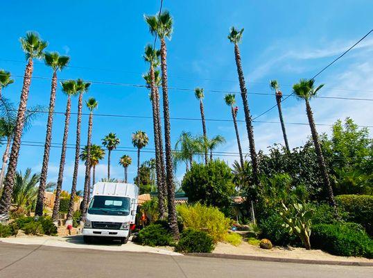 Lifetime Tree Service