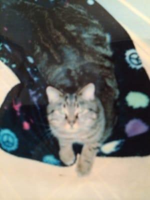 My beautiful cat companion Bubba, who has been supporting me since the beginning.