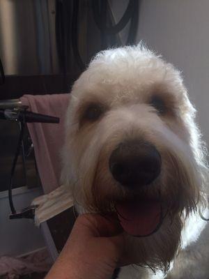 Dogs Gone Stylin Salon