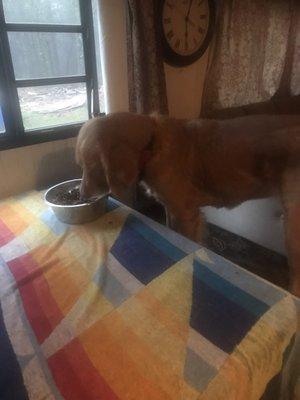 My Nala she's doing so good now