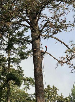 J&J Tree Removal And Concrete