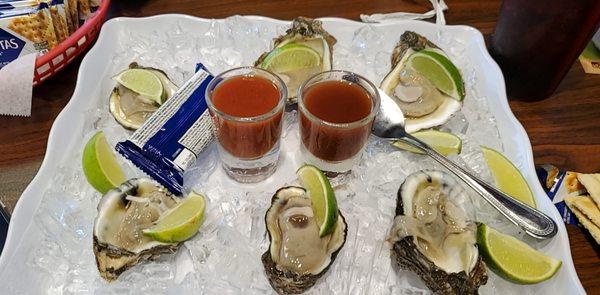 Fresh oysters on half shell