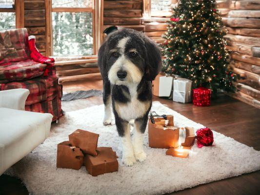 The Shed Shop Grooming