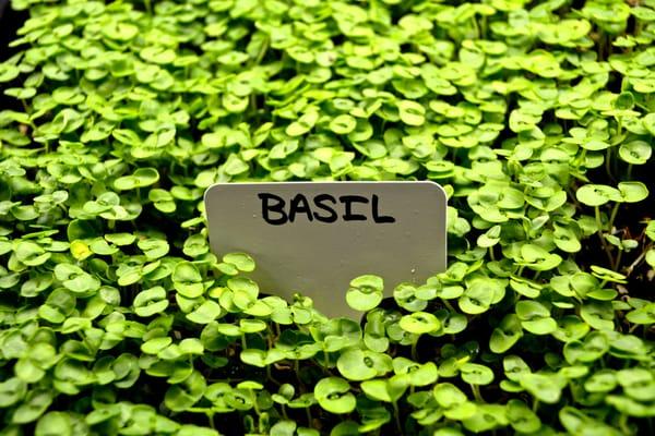 Micro Basil