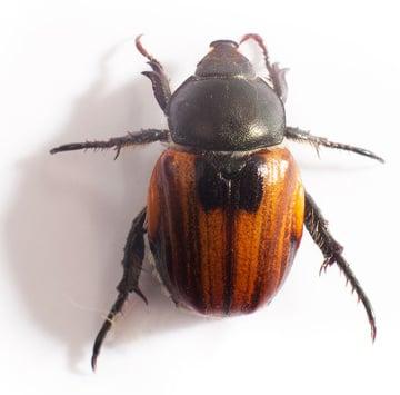 Excellent Corona Pest & Termite