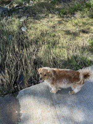 Penasquitos Creek Park
