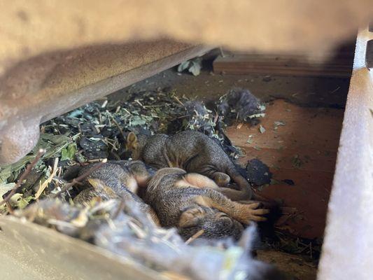 Thomas Wildlife Control