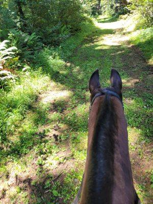 Town & Country Animal Clinic