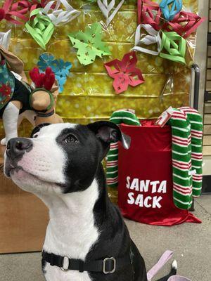 Christmas picture set up