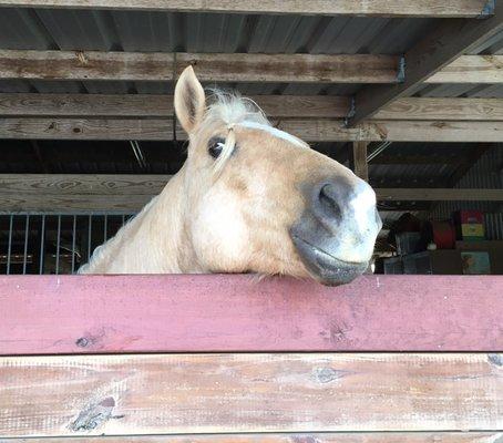 Sundance Horse Ranch
