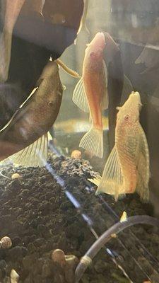 Albino bristlenose pleco