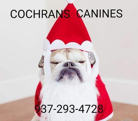 Cochrans Canines