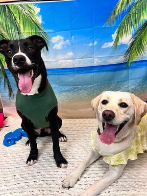 Buddy and Friend's Dog Daycare