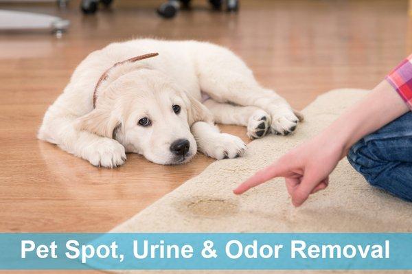 Best Carpet Cleaning Services