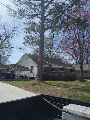 Cooper's Tree Service